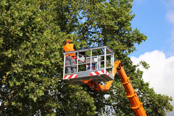 Professional Tree Removal and Landscaping Services in Berwyn, IL